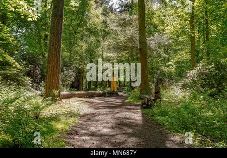 Path through a small wood with shrubs and trees on either side. A long lies on its side and a bench is beside the path. Stock Photo