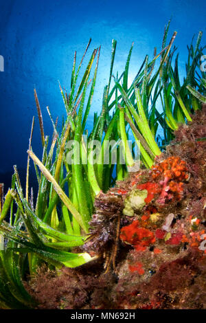 Underwater scene showing a Neptune seagrass (Posidonia oceanica) meadow against the sun at Ses Salines Natural Park(Formentera,Balearic Islands,Spain) Stock Photo