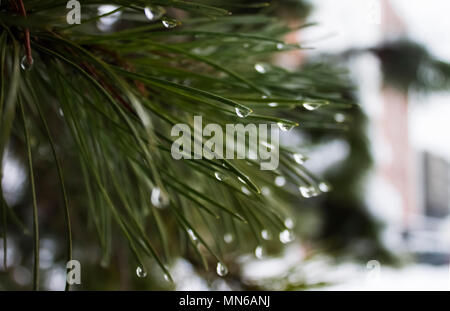 Shiny water drops holding on green pine needles after snow melting|cristal|clear Stock Photo