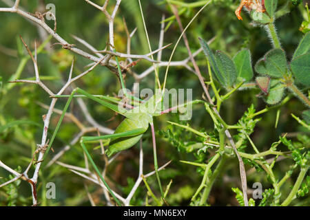 A green Bush cricket with perfect camouflage, almost invisible in the bushes Stock Photo