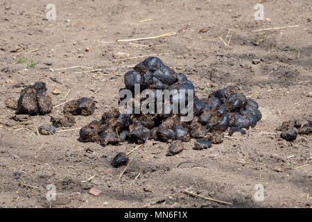 Horse manure on the earth Stock Photo