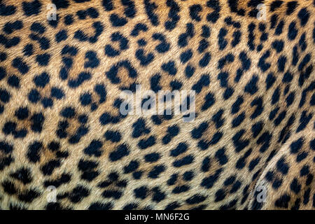 Close up leopard fur background. Ceylon leopard skin texture for background. Stock Photo