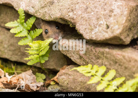 Wood Mouse apodemus sylvaticus peeking out of dry stone wall in uk garden Stock Photo