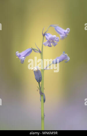Soft focus bluebells in woods Stock Photo