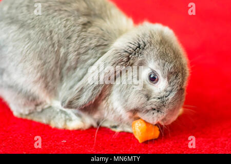 Grey rabbit eating carrot on red carpet.Cute and fluffy animal at home.Pets uk.Adorable, little bunny on room floor.Pet portrait.Rabbit close up. Stock Photo
