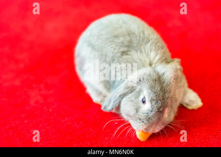 Grey rabbit eating carrot on red carpet.Cute and fluffy animal at home.Pets uk.Silver long haired bunny on room floor.Funny animals.Adorable pet Uk. Stock Photo