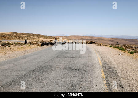 Bedouin and goats crossing the road in an arid climate landscape through the desert Stock Photo