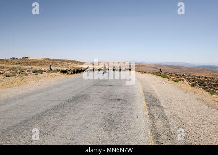 Bedouin and goats crossing the road in an arid climate landscape through the desert Stock Photo