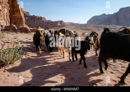 Bedouin goats in an arid climate landscape Stock Photo