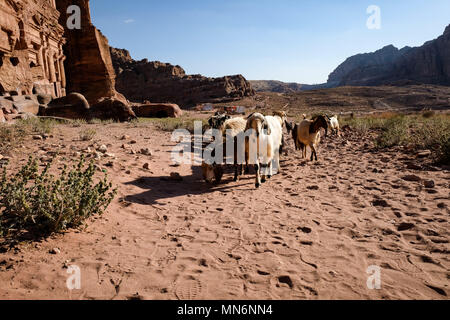 Bedouin goats in an arid climate landscape Stock Photo