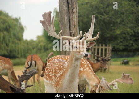 Fallow Deer in Bushy Park, Kingston upon Thames Stock Photo