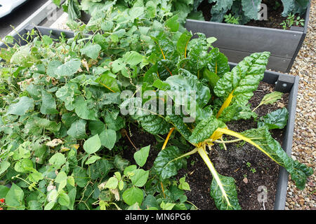 Beans and Swiss Chard growing on vegetable patch Stock Photo