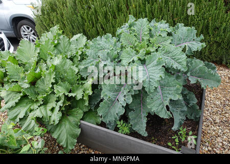 Rhubarb and Red Russian Kale growing on a vegetable patch Stock Photo