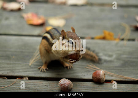Close-up of Eastern chipmunk (Tamias striatus) attempting to stuff its cheeks with an acorn Stock Photo