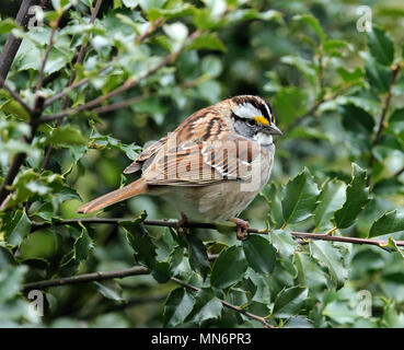 Close-up of a white-throated sparrow (Zonotrichia albicollis) perched in a holly bush (ilex) in Spring Stock Photo