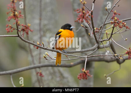 A male Northern oriole (Icterus galbula) perched on a branch of a budding maple tree in spring Stock Photo