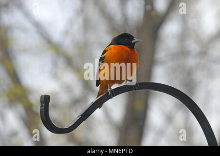 A male Northern oriole (Icterus galbula) perched on a wrought iron plant hook in spring Stock Photo
