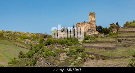 Gutenfels Castle sits high on a hill overlooking the Rhine River near Kaub Germany. Stock Photo