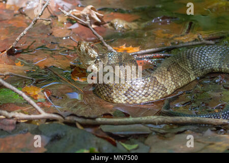 An adult cottonmouth snake. Stock Photo