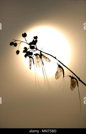 Mayfly UK Stock Photo