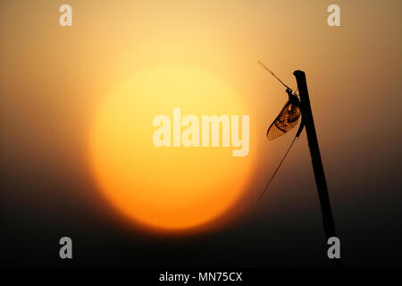 Mayfly UK Stock Photo