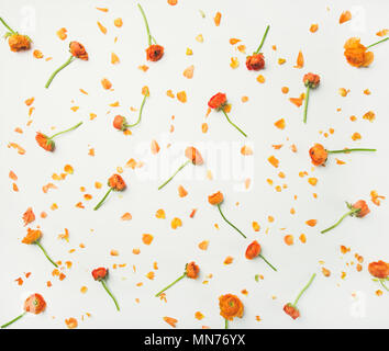 Flat-lay of orange buttercup flowers over white background, top view Stock Photo