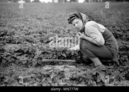 Strawberry Picker, Berrien County, Michigan, USA, John Vachon for Farm Security Administration July 1940 Stock Photo