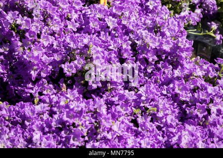 blue campanula flowers on a flower market Stock Photo