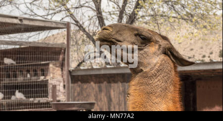 Close-up of a Llama with a smug grin at a farm in Cerrillos, New Mexico. Stock Photo
