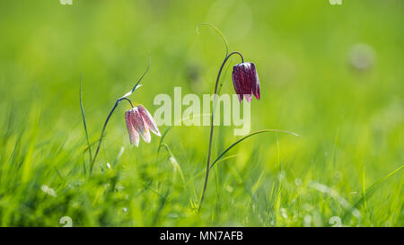 The beautiful fritillary named Snake's Head with a pink and purple  chequered flower with a calm green background. Uppland, Sweden Stock Photo