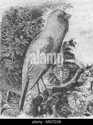 Wild canary. Vintage engraved illustration. Published in magazine in 1900. Stock Photo