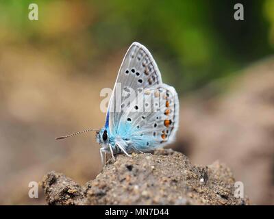 Macro of a still Blue Butterfly from the side Stock Photo