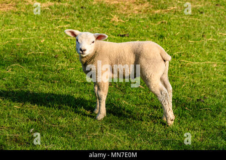 Texel lamb in a field near Arnside, UK. April 2018. Stock Photo