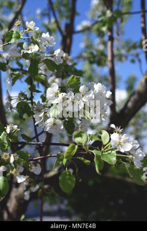 Spring perfumed flowers blossoming. White petals falling on the grass, the  warm breeze moves your hair. Tree branches full of white beautiful flowers Stock Photo