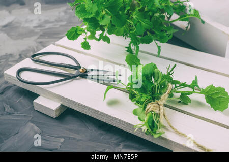 Fresh salad with large Vintage scissors on a black wet surface. Stock Photo