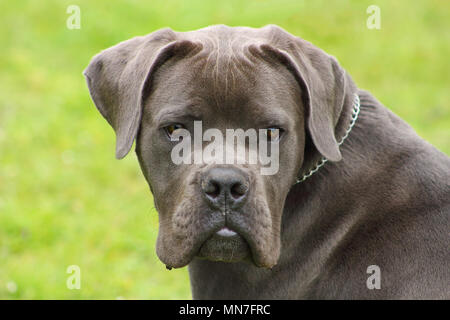 face of a young blue cane corso dog with tender eyes Stock Photo