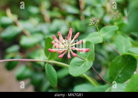 Trumpet Honeysuckle (Lonicera sempervirens) flower growing on a sunny spring day. Stock Photo