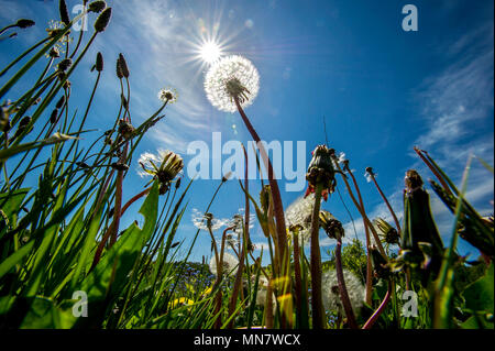 Beautiful warm sunshine beats down on Bolton as the latest spell of fine weather hits the North West of England. Temperatures are set to fall tomorrow but rise again ahead of the Royal Wedding weekend. A crop of dandelions and their clocks against a beautiful blue sky in Moses Gate Country Park. Picture by Paul Heyes, Tuesday May 15, 2018. Credit: Paul Heyes/Alamy Live News Stock Photo
