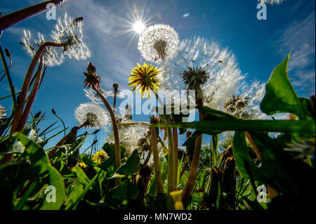 Beautiful warm sunshine beats down on Bolton as the latest spell of fine weather hits the North West of England. Temperatures are set to fall tomorrow but rise again ahead of the Royal Wedding weekend. A crop of dandelions and their clocks against a beautiful blue sky in Moses Gate Country Park. Picture by Paul Heyes, Tuesday May 15, 2018. Credit: Paul Heyes/Alamy Live News Stock Photo