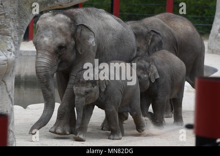 Madrid, Spain. 14th May, 2018. The baby Sumatran elephant 'Vera', left, pictured with her family at Madrid zoo. 'Vera', who arrived on March 21, 2017 with a weight of 80 kilograms after of 21 months of gestation, have reached the first year and two months of life with excellent health, according to the Madrid zoo keepers. Credit: Jorge Sanz/Pacific Press/Alamy Live News Stock Photo