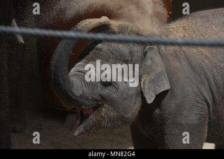 Madrid, Spain. 14th May, 2018. The baby Sumatran elephant 'Vera', left, pictured at Madrid zoo. 'Vera', who arrived on March 21, 2017 with a weight of 80 kilograms after of 21 months of gestation, have reached the first year and two months of life with excellent health, according to the Madrid zoo keepers. Credit: Jorge Sanz/Pacific Press/Alamy Live News Stock Photo