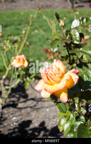 Wellington Botanic Gardens in autumn, Wellington, New Zealand Stock Photo