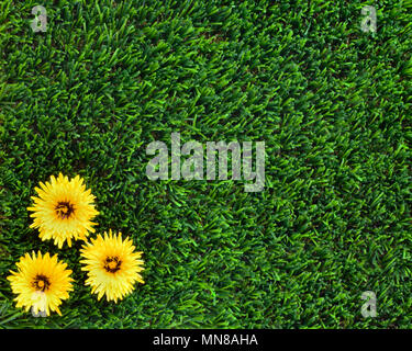 Copy space background for the concept of no weeds in the garden ,pretty yellow flowers on artificial grass making room for text, marketing and adverti Stock Photo
