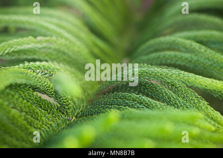 Close up Norfolk island pine branch fresh blur background, Aruacaria heterophylla Stock Photo