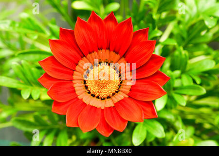 Gazania rigens plant opening up, France. Stock Photo