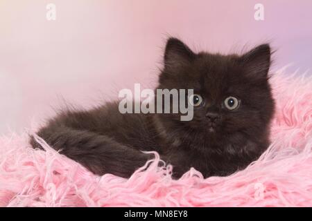 lying German Longhair Kitten Stock Photo