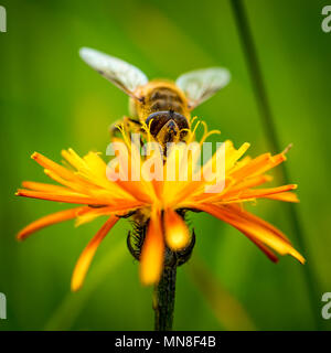 Wasp collects nectar from flower crepis alpina Stock Photo