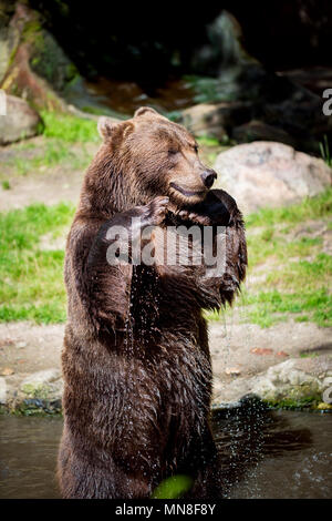 Brown bear (Ursus arctos) is the most widely distributed bear and is found across much of northern Eurasia and North America. Stock Photo