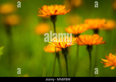 Crepis alpina - Abstract background of Alpine flowers. National Nature Park Tre Cime In the Dolomites Alps. Beautiful nature of Italy. Stock Photo