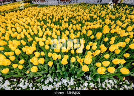 Traditional tulip Festival in Sultanahmet Square.Many yellow tulips on foreground. Stock Photo